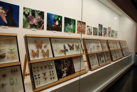 昆虫展2009の1