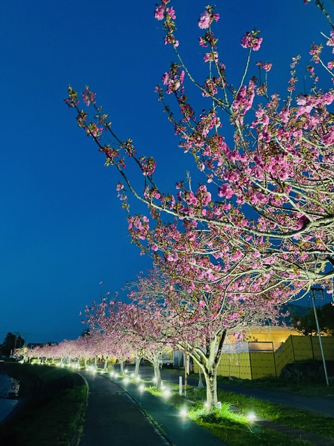 道の駅ボタン桜