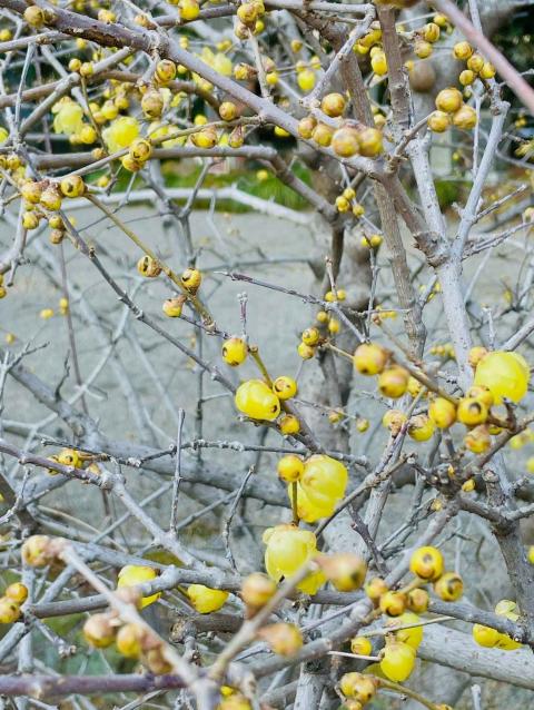 コーヒーブレイク080113-1