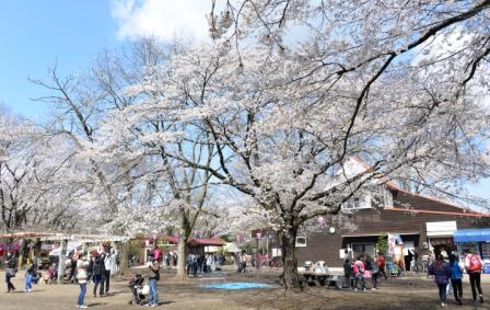 かしの森公園サクラ